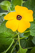 Thunbergia alata