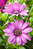 Osteospermum ecklonis