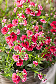 Nemesia, red