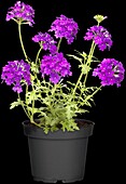 Verbena