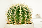 Echinocactus grusonii