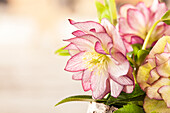 Helleborus, pink