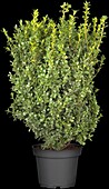 Buxus sempervirens