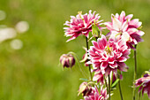 Aquilegia vulgaris 'Nora Barlow'