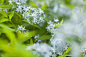 Amsonia tabernaemontana