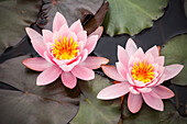 Nymphaea