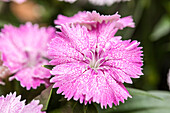 Dianthus caryophyllus