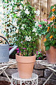 Solanum jasminoides, Pyramids