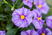 Solanum rantonnetii, blue