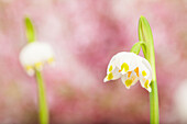 Leucojum vernum