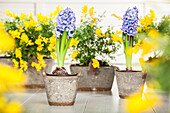 Hyacinthus orientalis