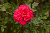 Rosa 'Europa-Rosarium Sangerhausen'