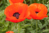 Papaver orientale, red