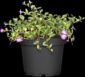 Vinca minor 'Atropurpurea