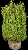 Buxus sempervirens