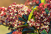 Skimmia japonica