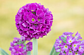 Primula denticulata