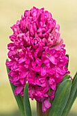 Hyacinthus