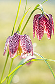 Fritillaria meleagris