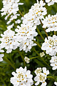 Iberis sempervirens 'Snowflake