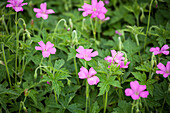 Geranium endressii 'Wargrave Pink