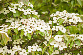 Cornus kousa