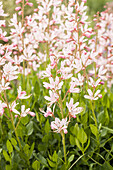 Gaura lindheimeri, rosa