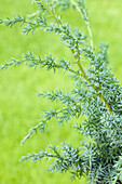 Juniperus