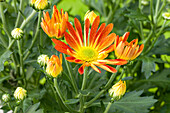 Chrysanthemum indicum, orange