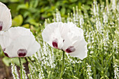 Papaver orientale, weiß