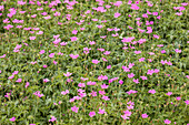 Geranium endressii 'Wargrave Pink'