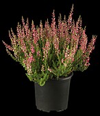 Calluna vulgaris