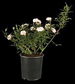 Rosa 'Pink Hit® PatioHit® Poultipe?'