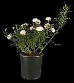 Rosa Rosa 'Pink Hit® PatioHit® Poultipe?