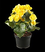 Begonia elatior