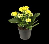 Kalanchoe blossfeldiana