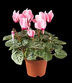 Cyclamen persicum