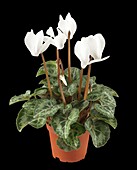 Cyclamen persicum