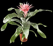 Aechmea fasciata Primera