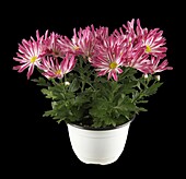 Chrysanthemum