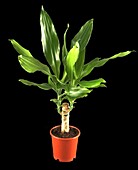 Dracaena fragrans