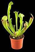 Sarracenia 'Fiona