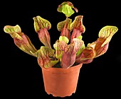 Sarracenia purpurea