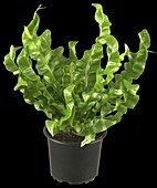 Asplenium nidus 'Crispy Wave'