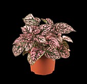 Fittonia