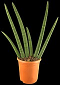 Sansevieria 'Sons' cylindrica