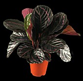 14019401 Calathea roseopicta 'Dottie