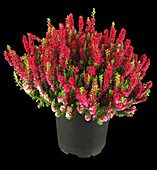 Calluna vulgaris 'Dark Beauty'(s)