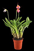 Masdevallia