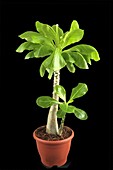 Brighamia insignis